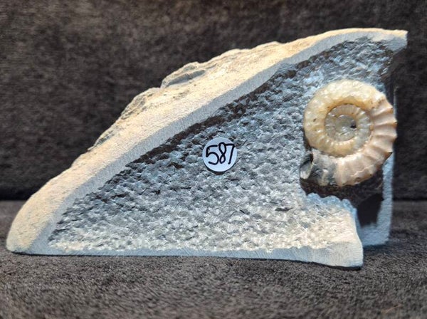 Calcite ammonite 587