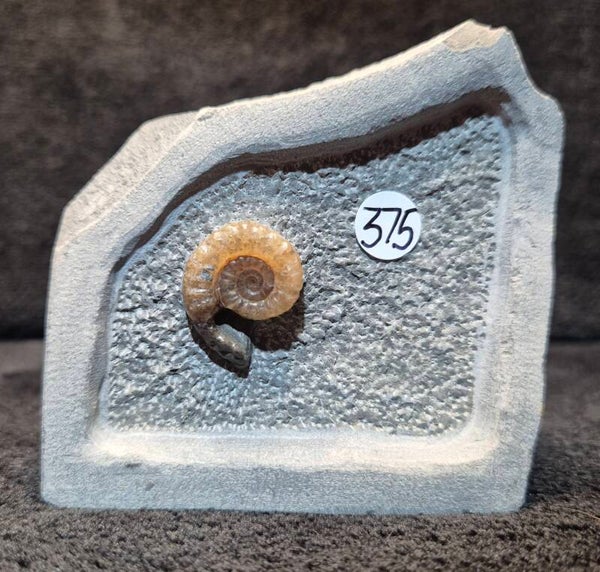 Calcite ammonite 375