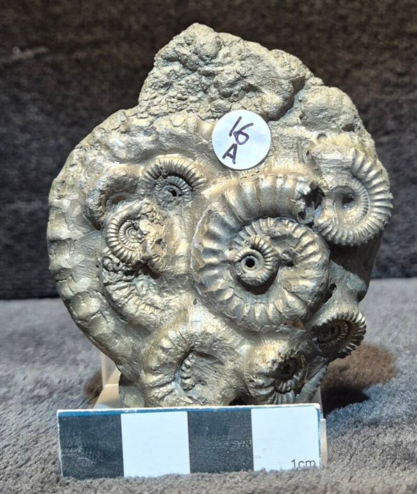 Pyrite ammonite cluster    16a