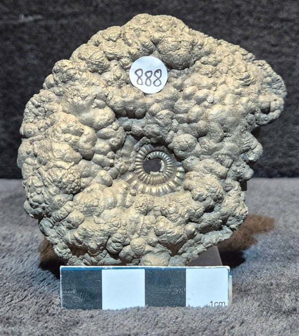 Pyrite ammonite   888