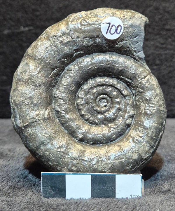 Pyrite Xipheroceras    700