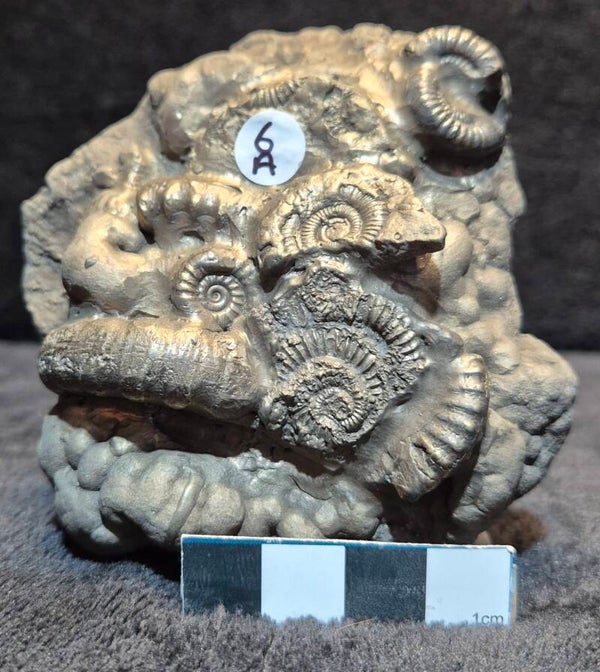 Pyrite cluster   6a