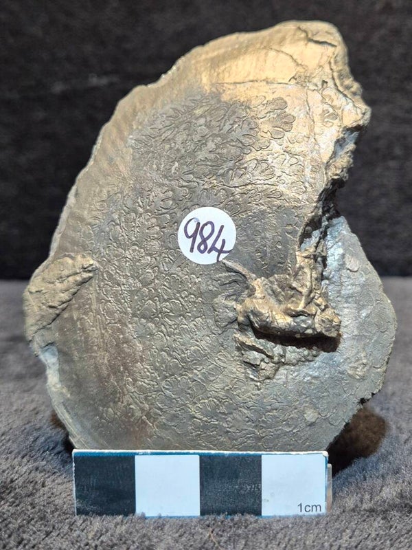 Pyrite Oxynoticeras    984