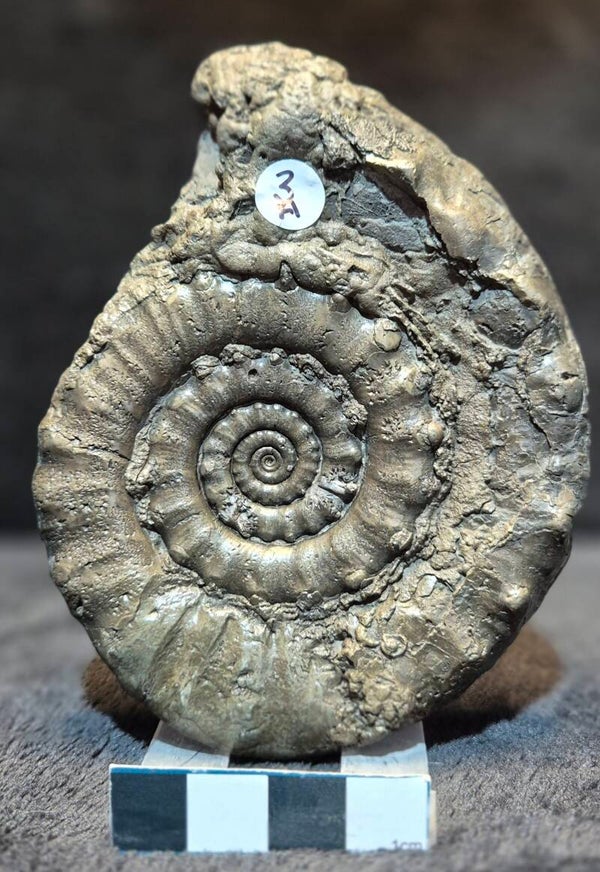 Pyrite Xipheroceras   3a