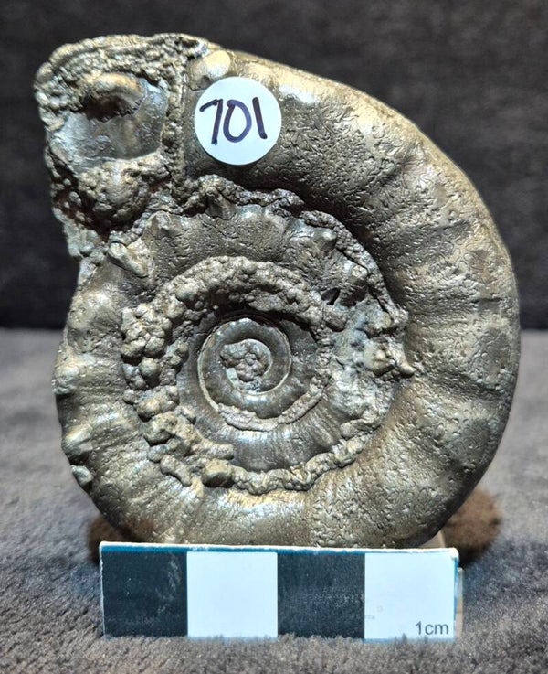 Pyrite ammonite   701