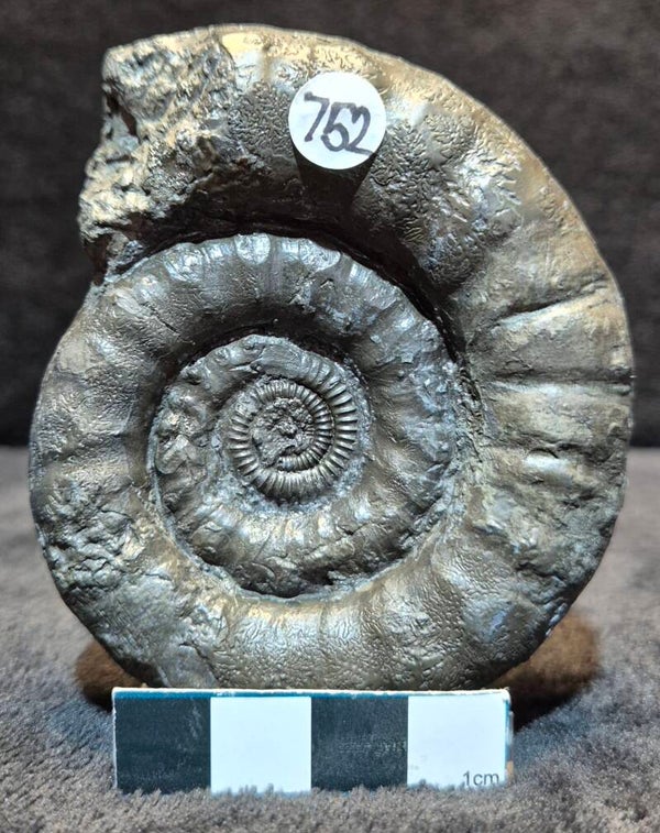 Pyrite ammonite   762