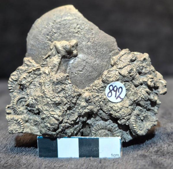 Pyrite ammonite cluster  892