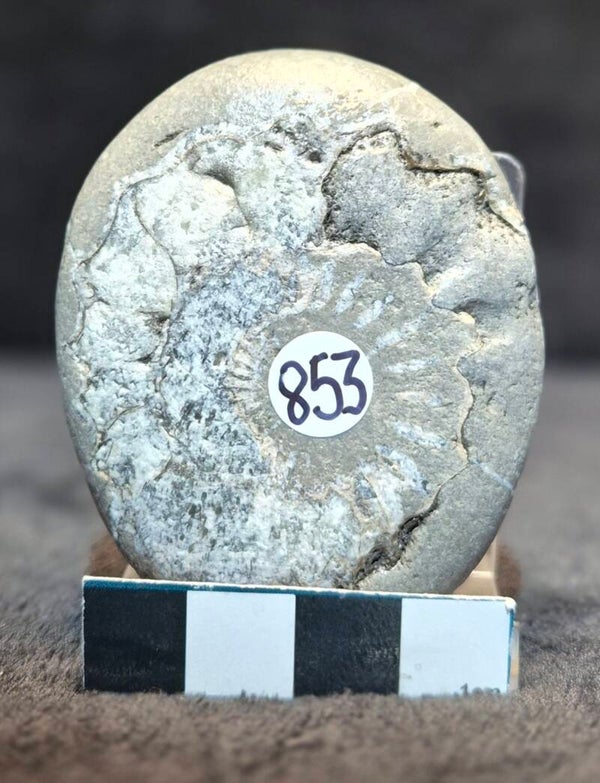 Ammonite in pebble  853
