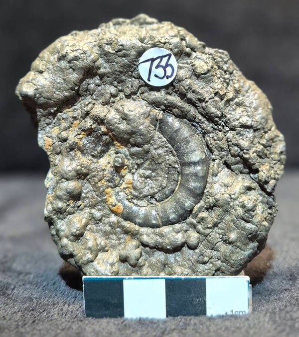 Pyrite ammonite 733
