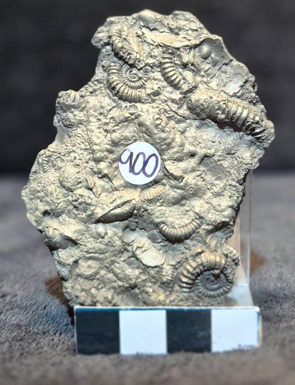 Pyrite cluster   900
