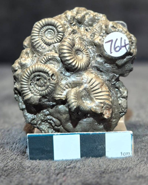 Pyrite cluster   764