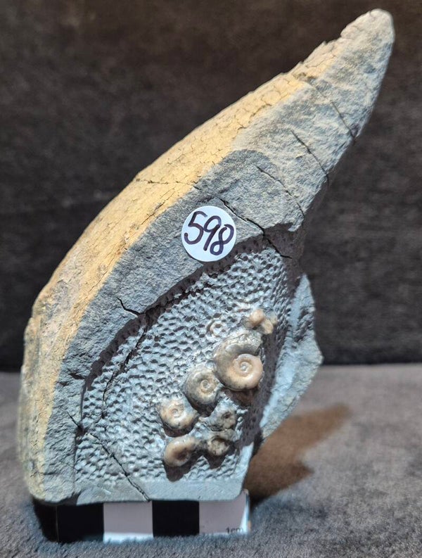Calcite ammonites   598