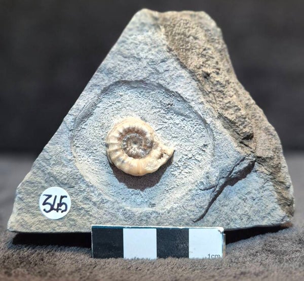 Calcite ammonites   345