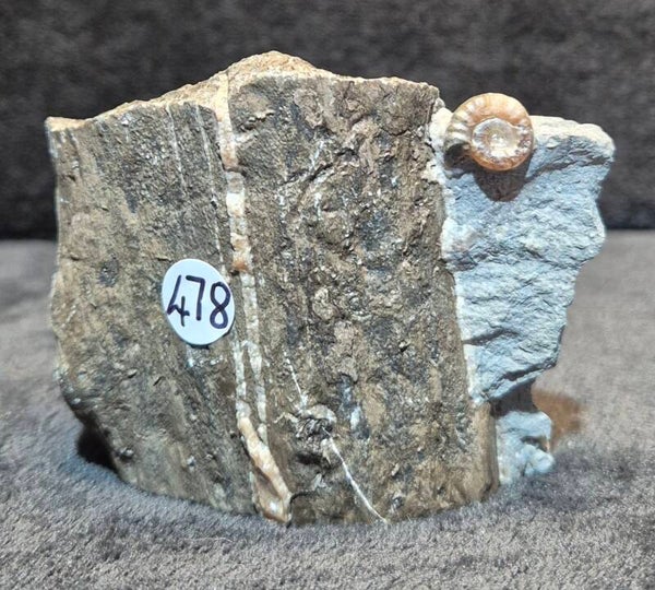 Jurassic fossilised wood  478