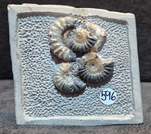 Calcite ammonites   596