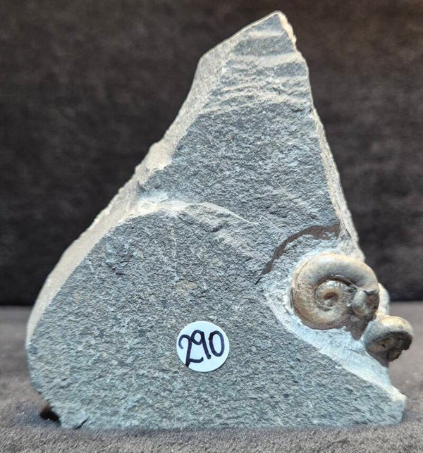 Calcite ammonites   290