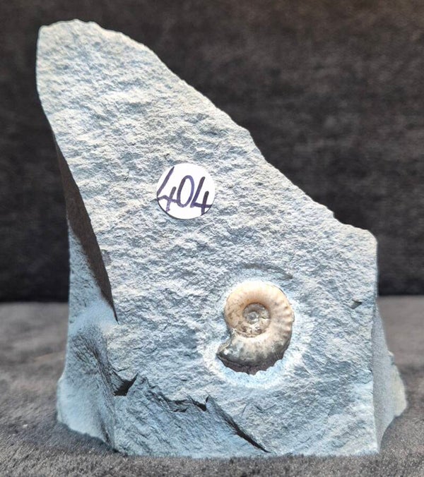 Calcite ammonite 404