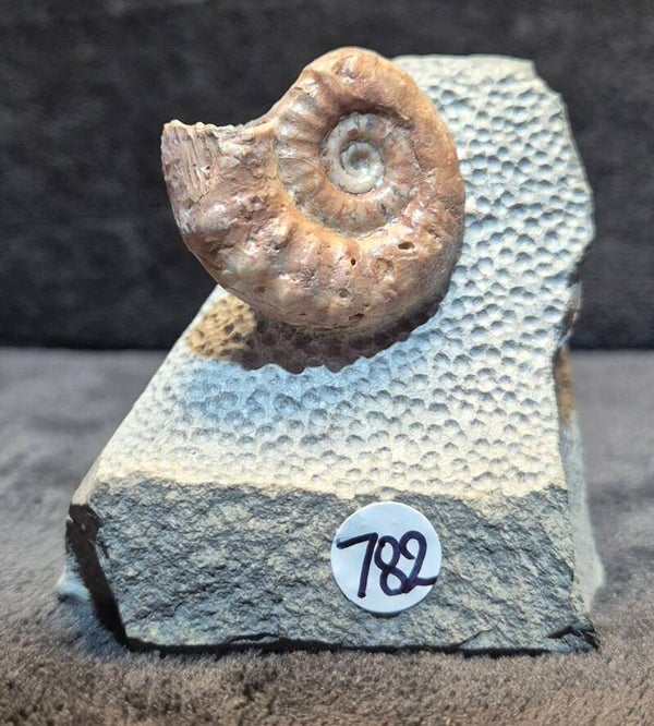 Calcite ammonite  782