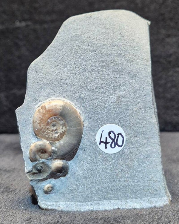 Calcite ammonite  480
