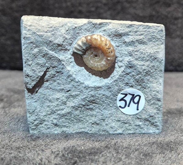 Calcite ammonite    379