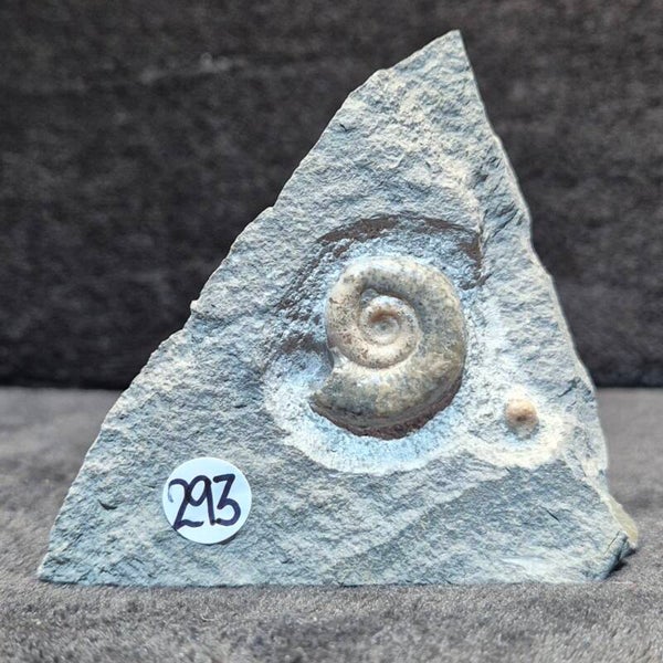 Calcite ammonite    293