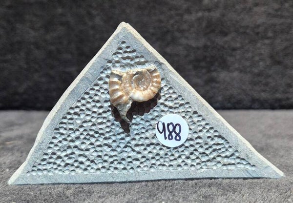 Calcite ammonite   988