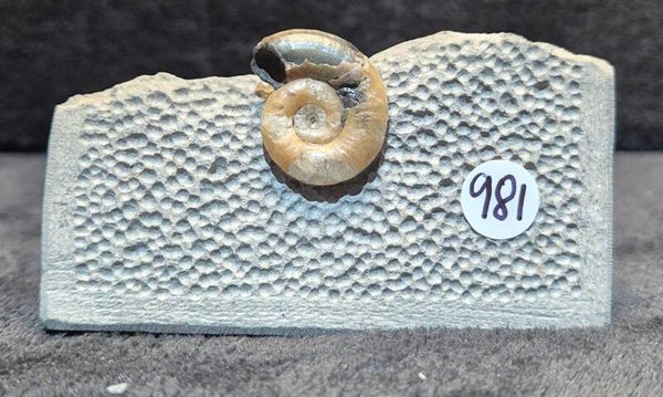 Calcite ammonite  981