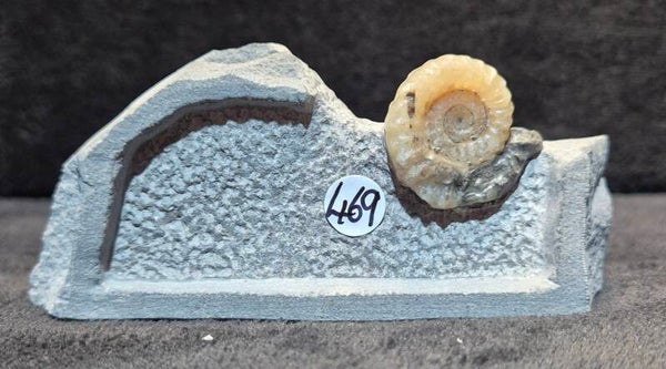 Calcite ammonite    469