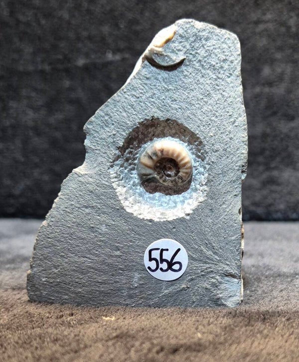 Calcite ammonite   556