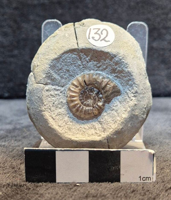 Calcite ammonite    132