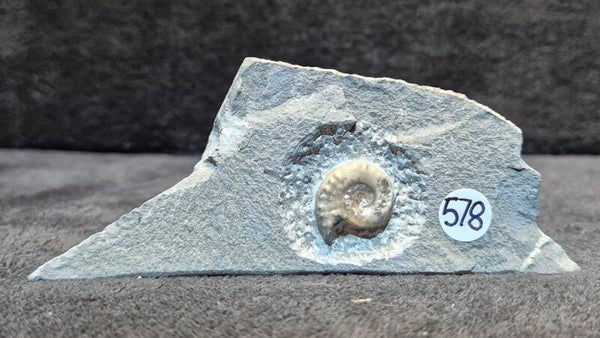 Calcite ammonite    578