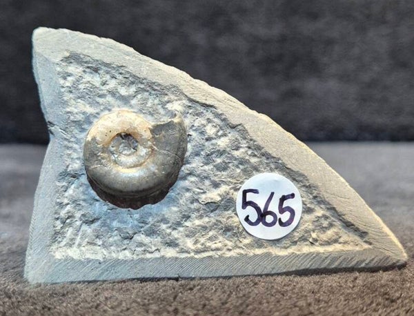 calcite ammonite   565