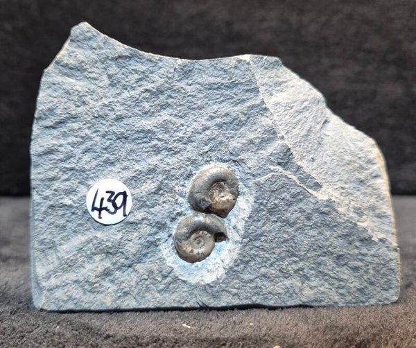 calcite ammonites   439