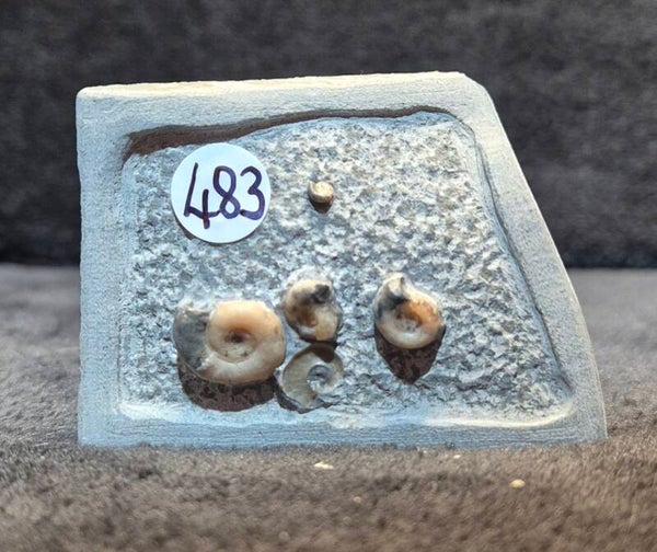 Calcite ammonites   483