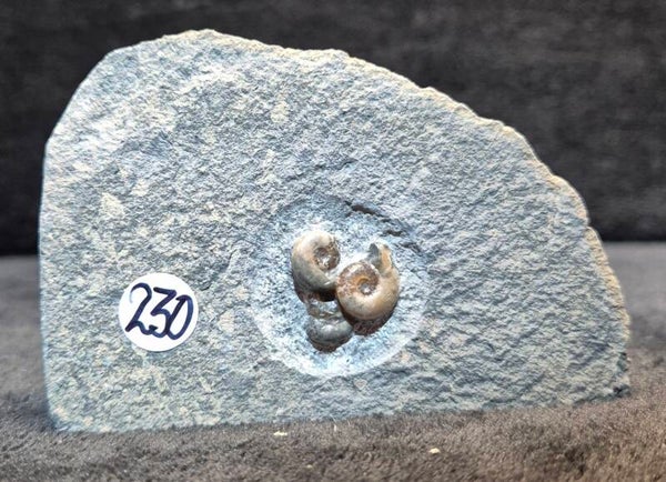 Calcite amonites   230