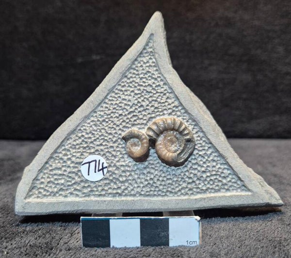 Calcite ammonites  774