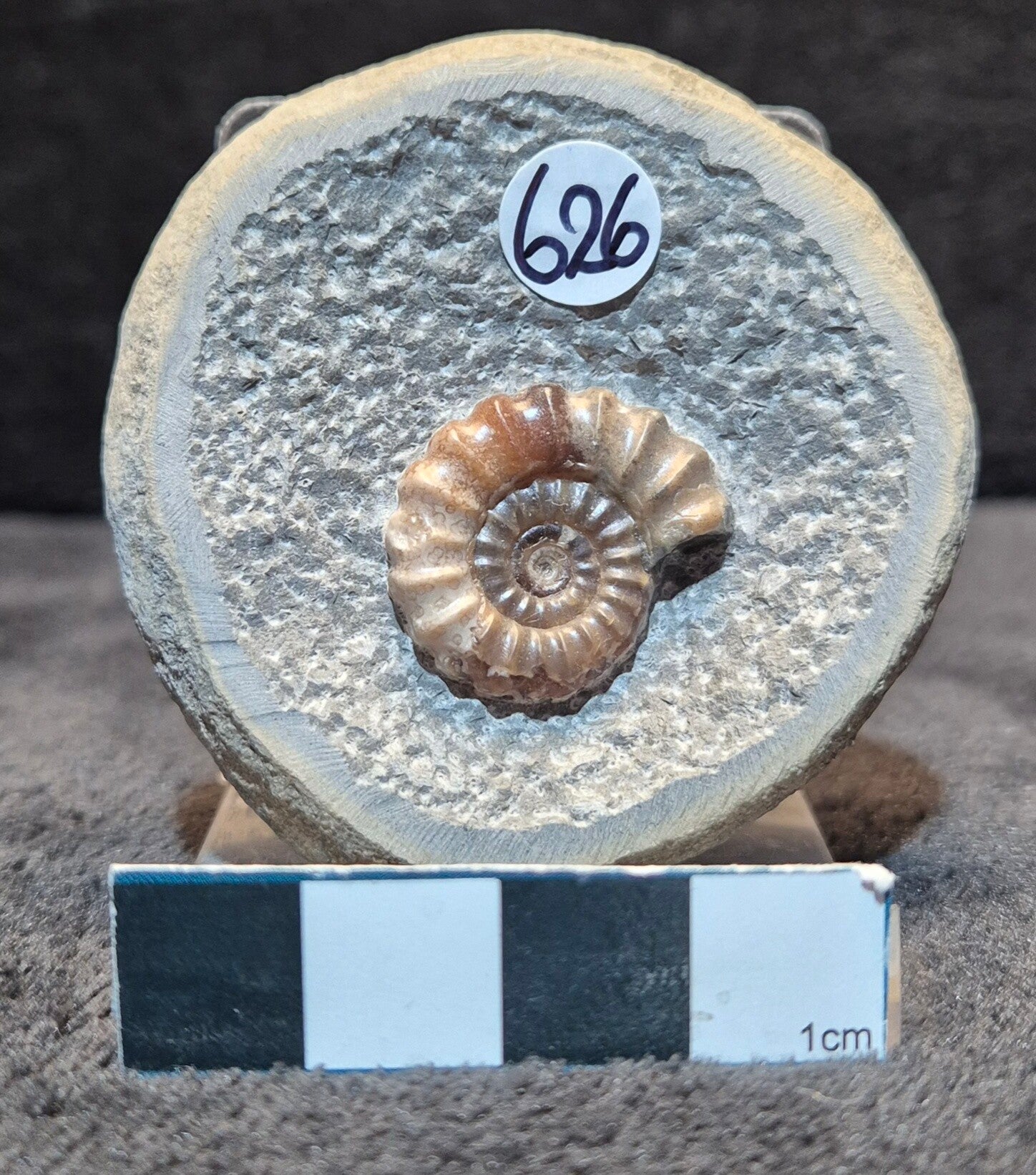 Calcite ammonite    626