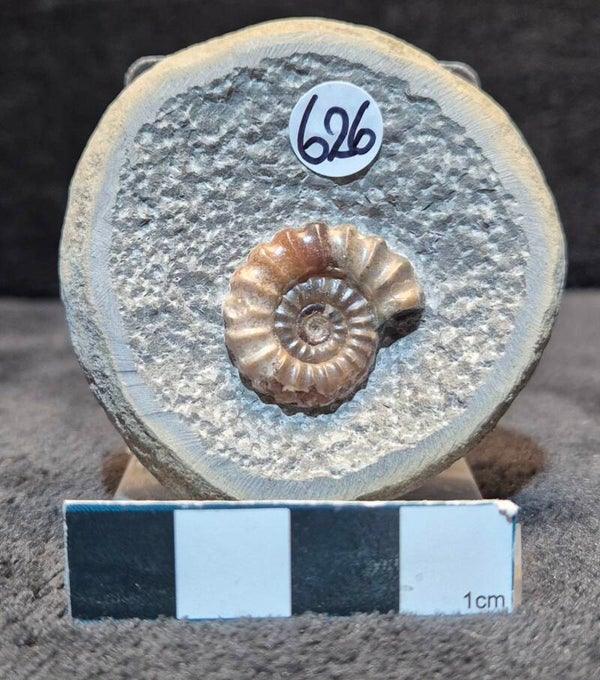 Calcite ammonite    626