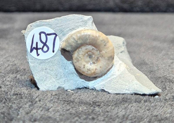 Calcite ammonite  487