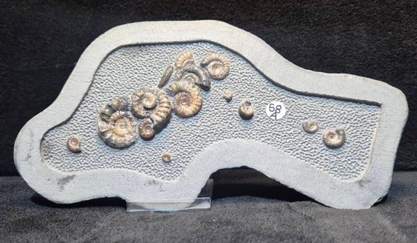 Calcite Ammonites   58a
