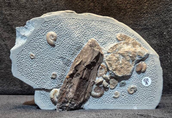 Fossilised wood with ammonites and coprolite  59a