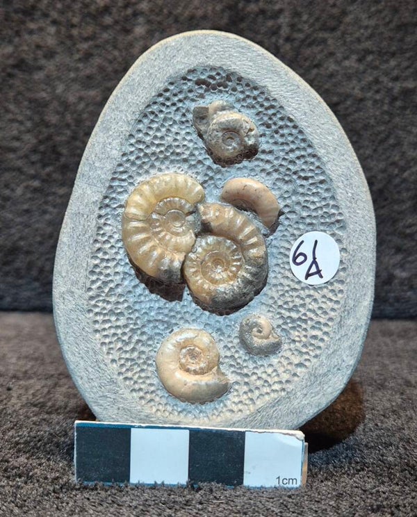Topstone nodule 61a