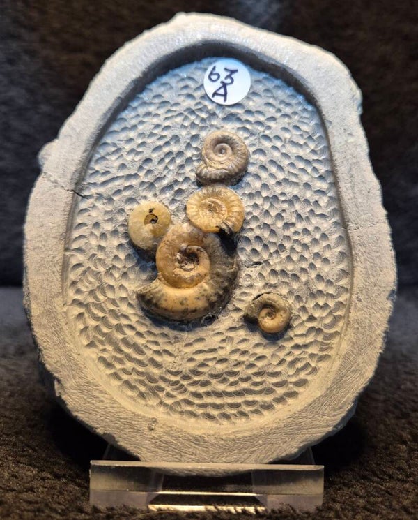 Topstone nodule 63a