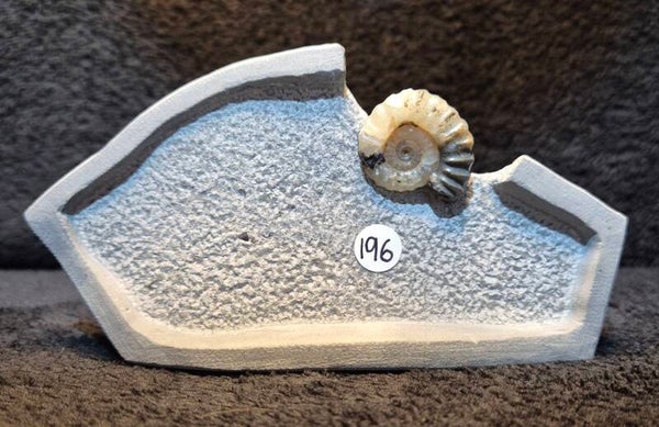 Calcite ammonite  196