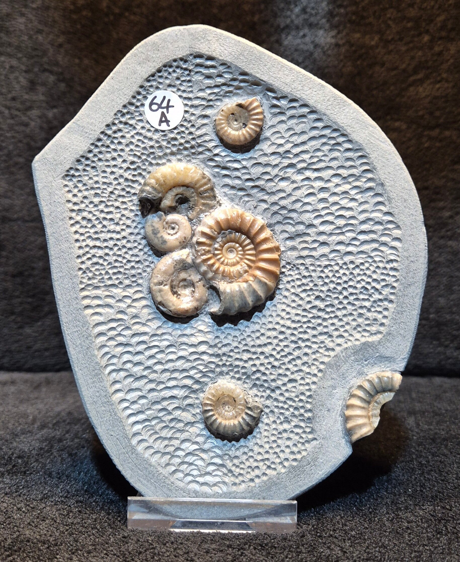 Nodule  64a