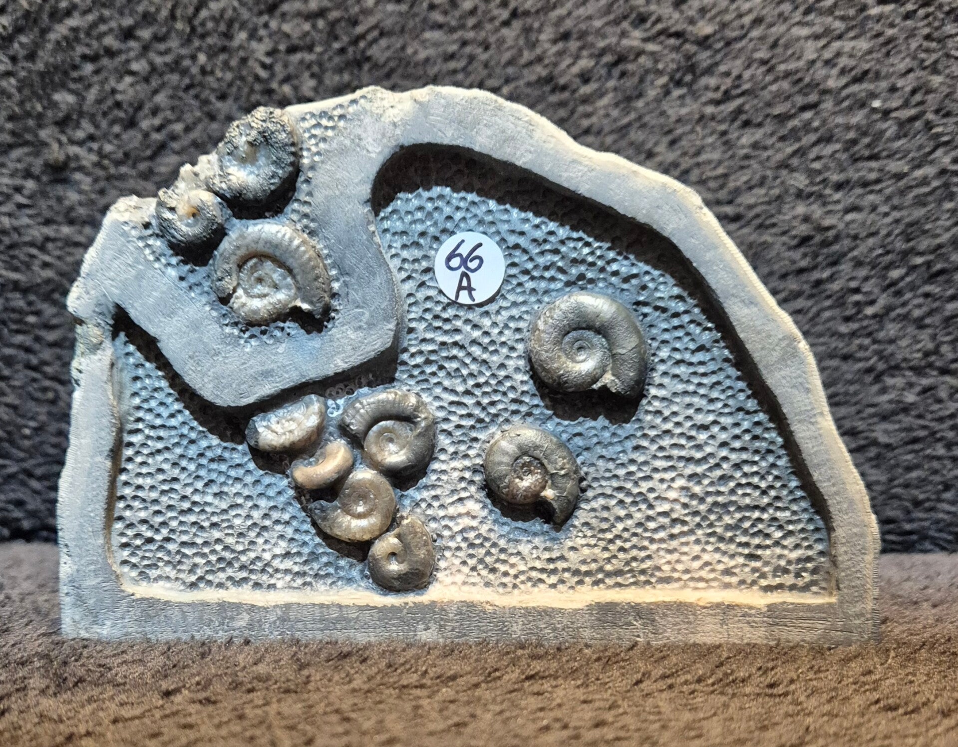 Pyritic topstone nodule     66a
