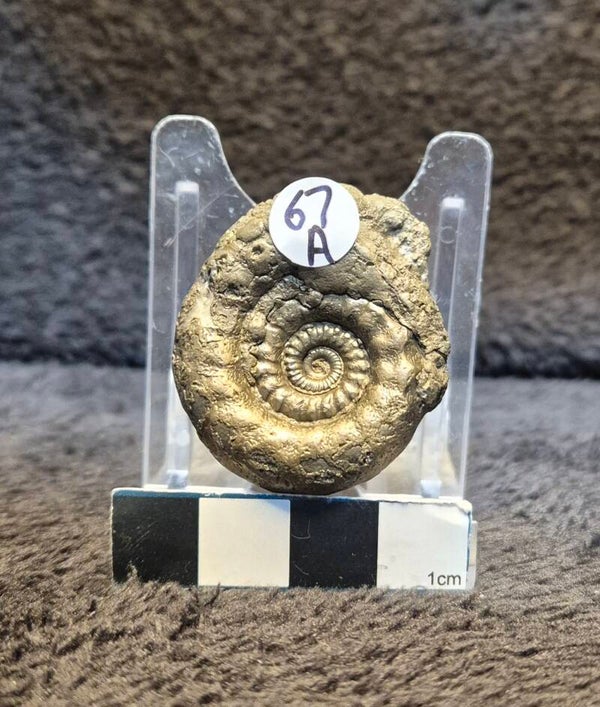 Pyrite ammonite     67a