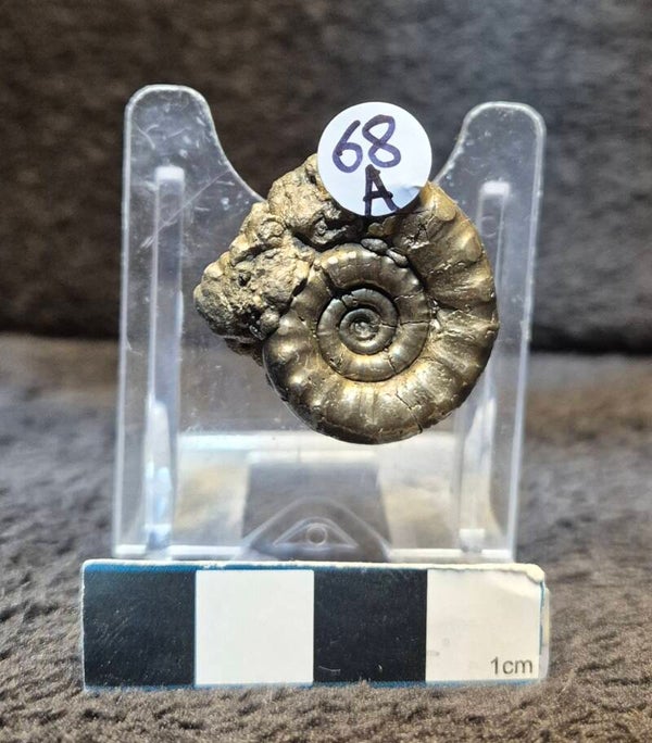 Pyrite ammonite   68a