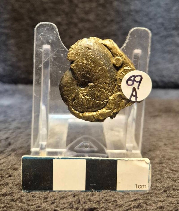 Pyrite Oxynoticeras  69a