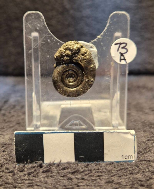 Pyrite ammonite  73a